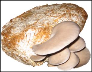 tasty oyster mushrooms