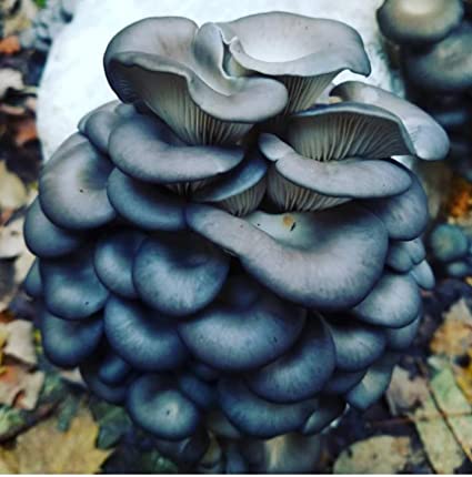 blue-oyster-mushrooms-or-Pleurotus-ostreatus
