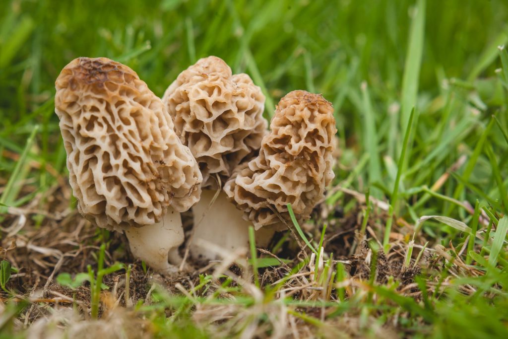 morel mushrooms