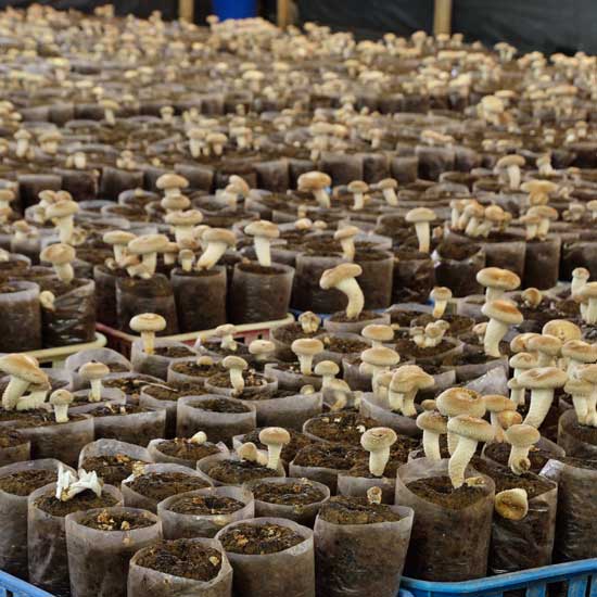 Growing Mushrooms using Coffee Grounds Mushroom Growing