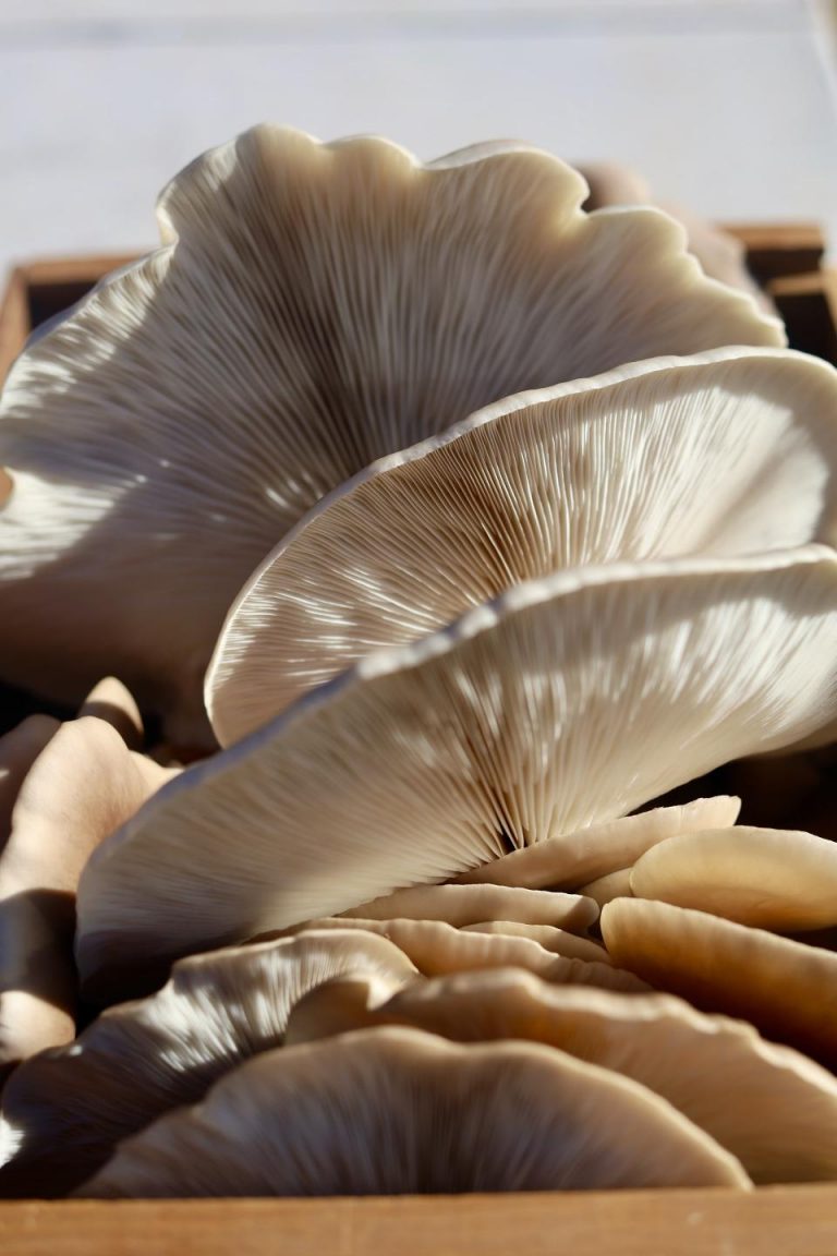 How to Grow Oyster Mushrooms in the Garden Mushroom Growing