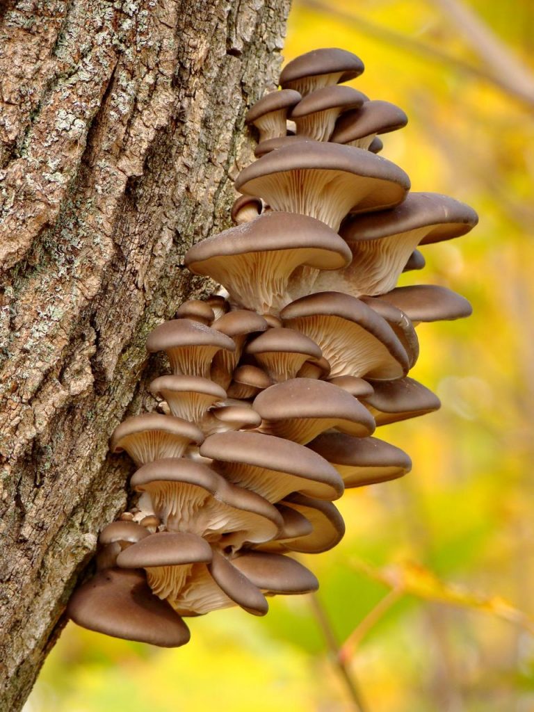 oysters mushrooms