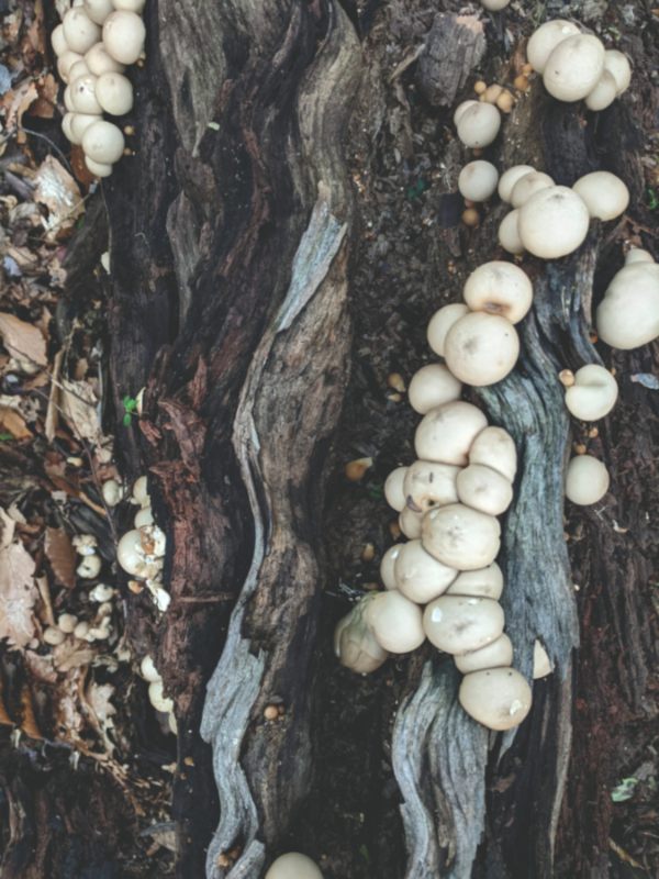 growing button mushrooms in coffee grounds