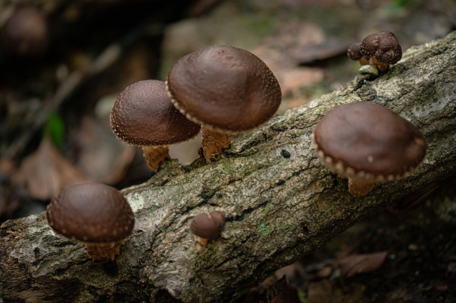 shiitake mushrooms in the garden