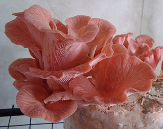 pink-oyster-mushrooms-also-known-as pleturotus-djamor