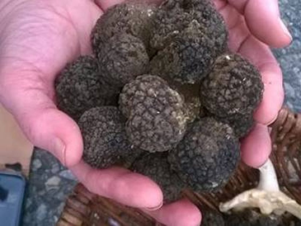 Harvested-truffles