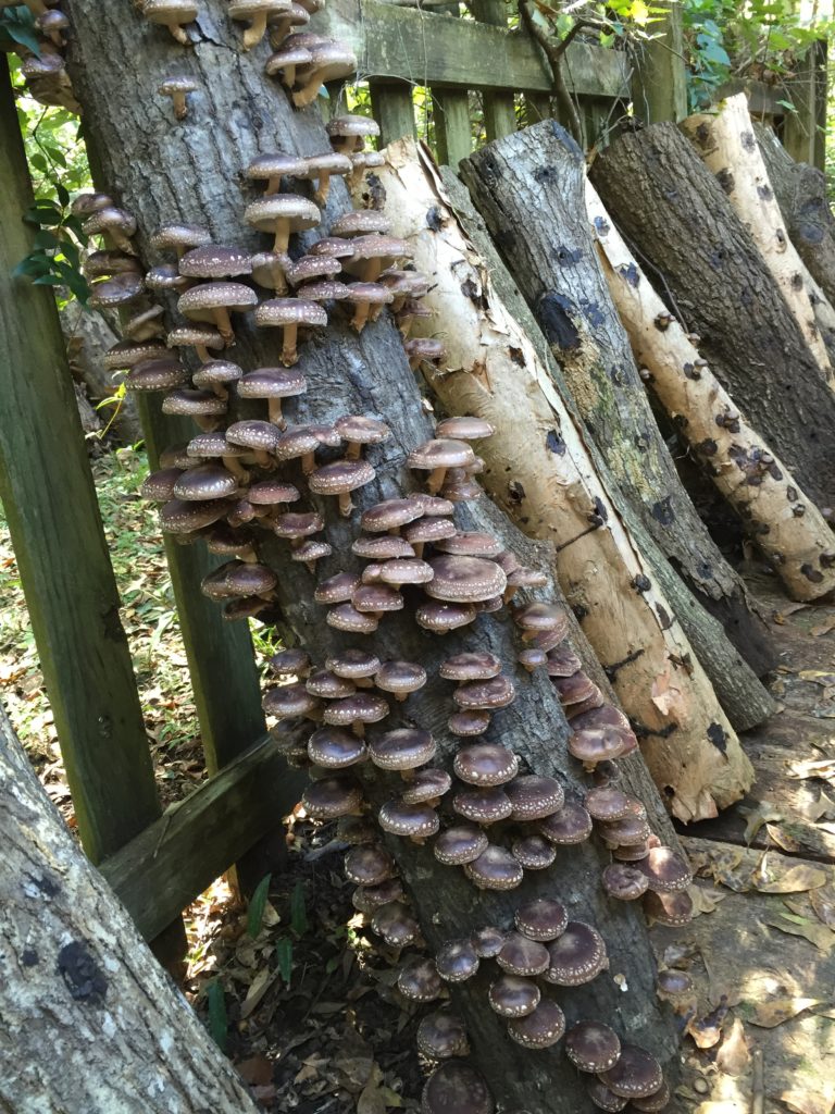 Mushrooms-on-logs