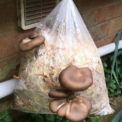 Oyster mushroom grow kit