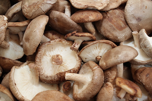 Shiitake-mushrooms