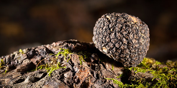 Growing-truffle