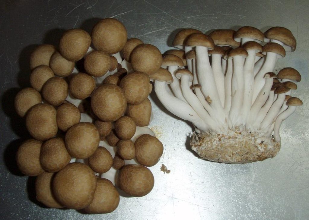 What Are Shimeji (Beech) Mushrooms